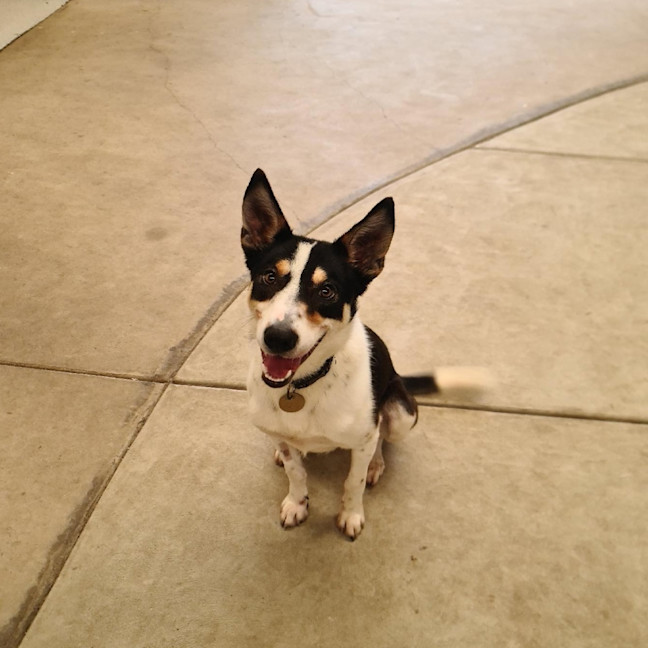 Photo of Roo