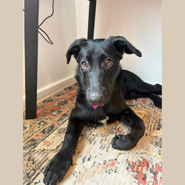 Photo of Bella