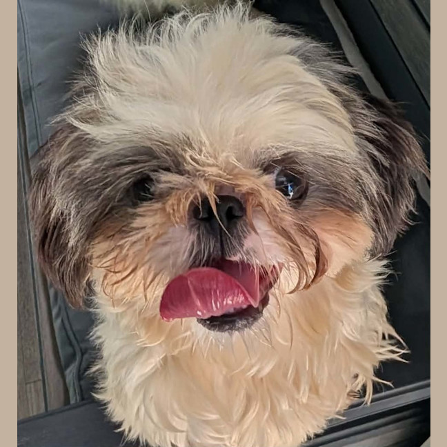 Photo of Dolly