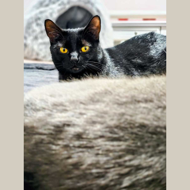 Photo of Winston And Nocturnal 