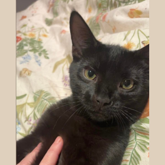 Photo of Phantom 
