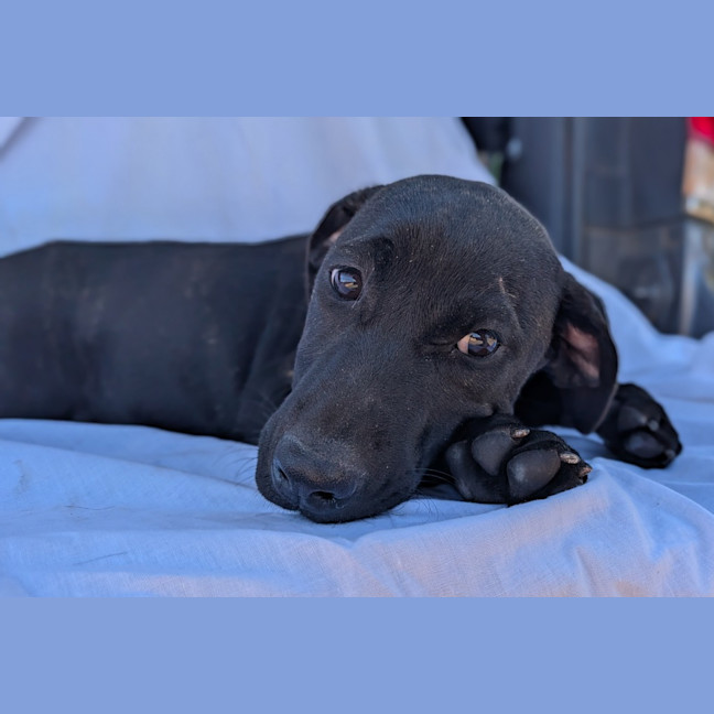 Photo of Dolly