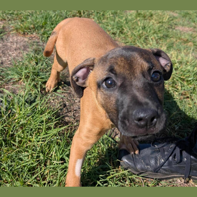 Photo of Cocoa