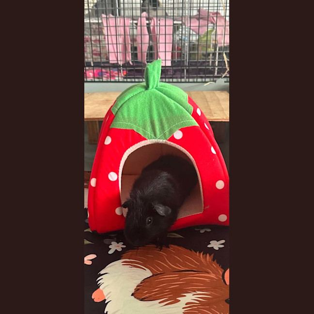 Photo of Jelly & Bean