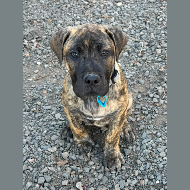 Photo of Banjo