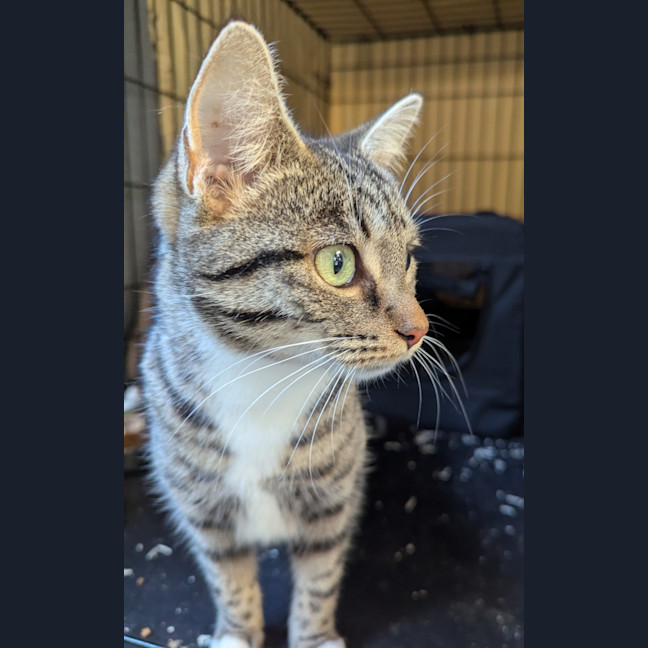 Photo of Mouse 