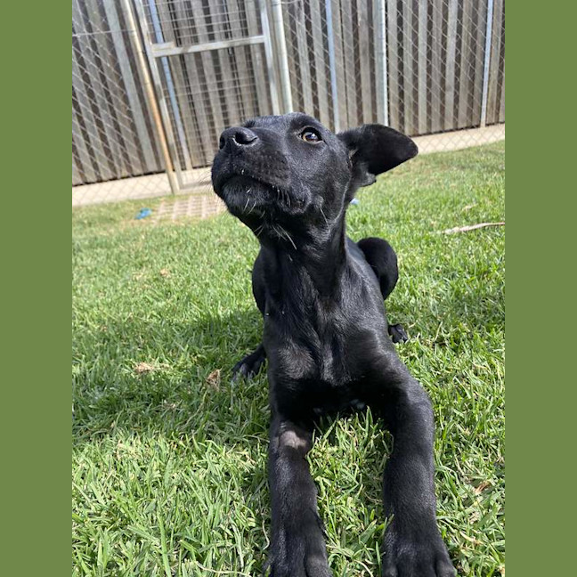 Photo of Sirius