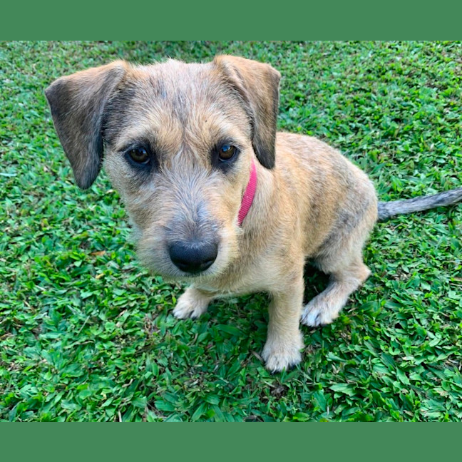 Photo of Maurice & Sheba