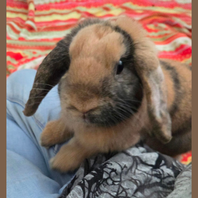 Photo of Peanut