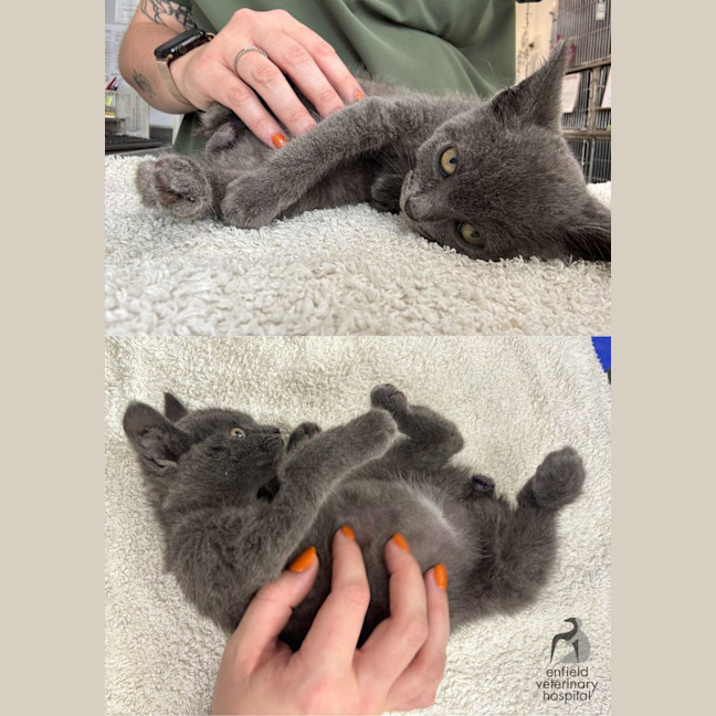 Photo of Stumpy Stella