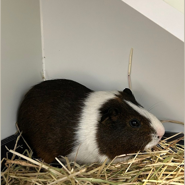 Photo of Pignatious