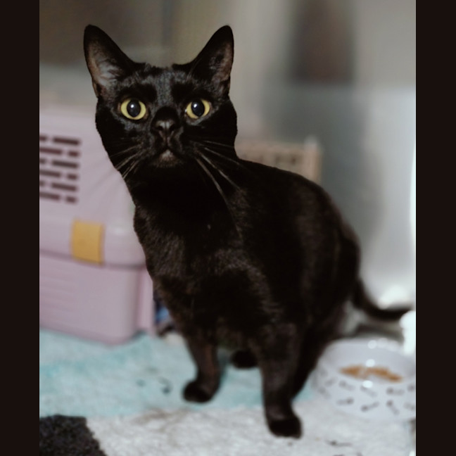 Photo of Salem