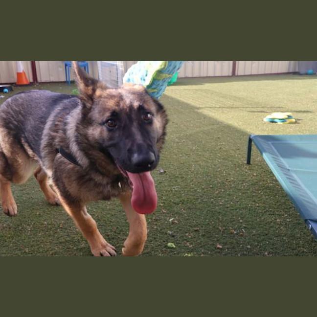 Photo of Indy