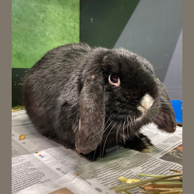 Photo of Onyx