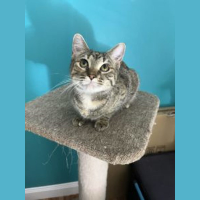 Photo of Tilly   Avaiable At Pet Quarters Thornton