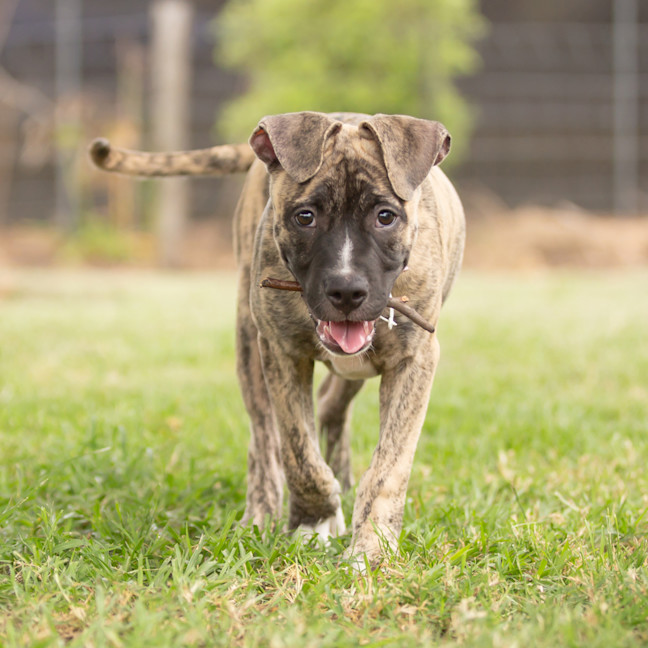 Photo of Tugzy (Previously Hendrix)