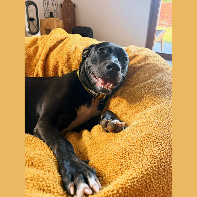 Photo of Marley