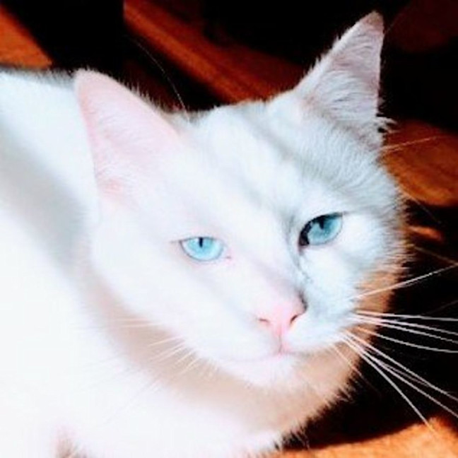 Photo of Alaska   Located In Preston