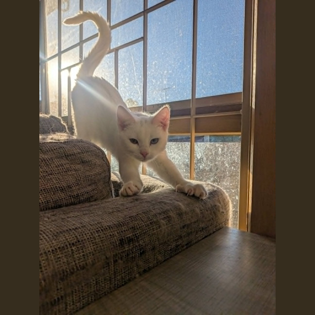 Photo of Pretzel