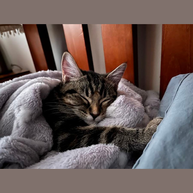 Photo of Lily**2nd Chance Cat Rescue**