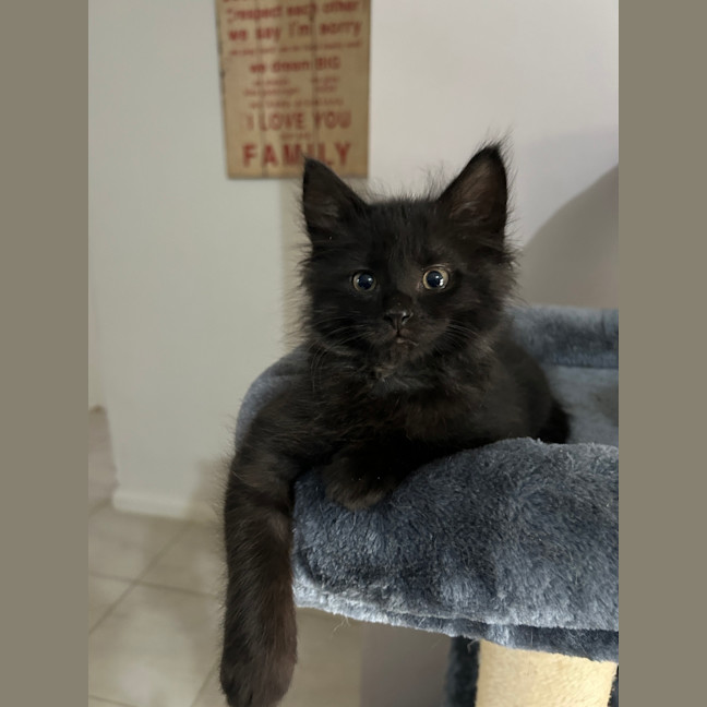 Photo of Whaaambulance