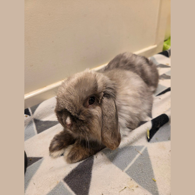 Photo of Theo