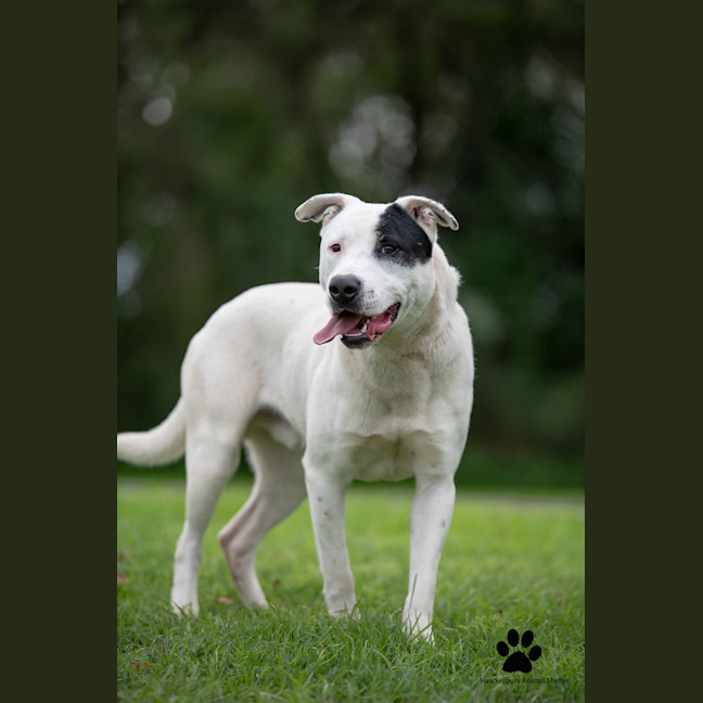 Photo of Pirate