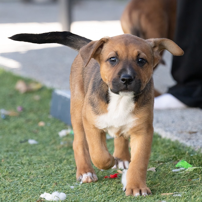Photo of Bullet