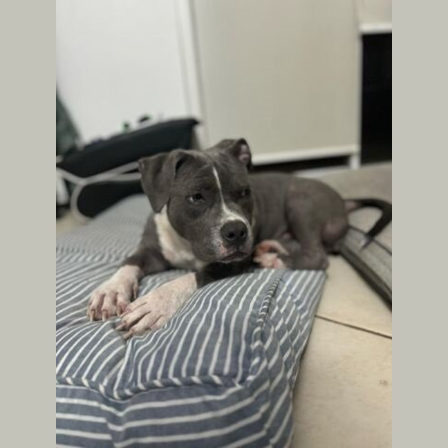 Photo of Tikki