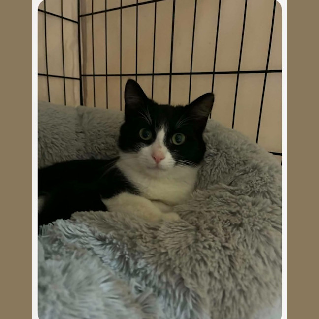 Photo of Houdini