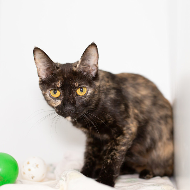 Photo of Topaz