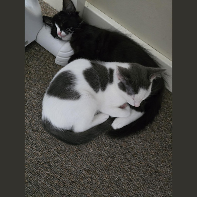 Photo of Miko   12 Week Old Domestic Shorthair
