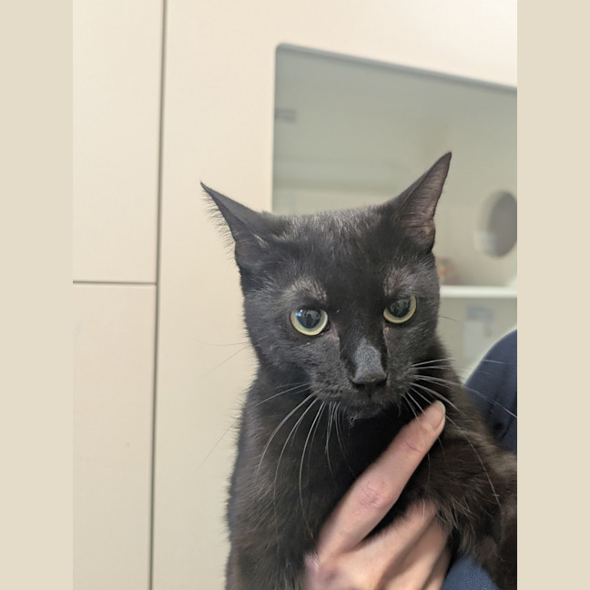 Photo of Mayor Goodway