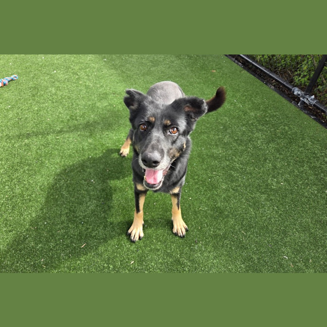 Photo of Bella Imp 725