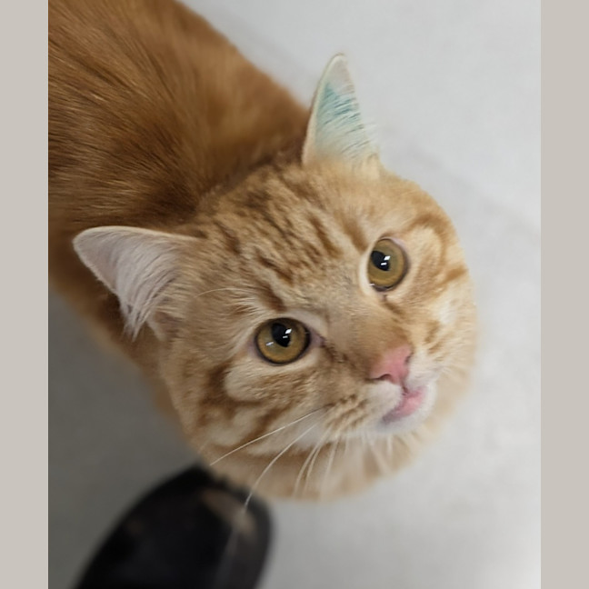 Photo of 🎃 Jonesy 6455 🎃