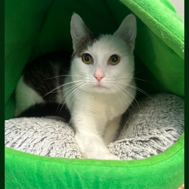 Photo of Patch