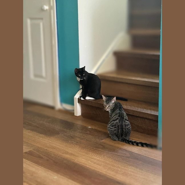 Photo of Onyx & Hexley