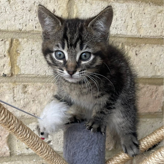 Photo of Toby