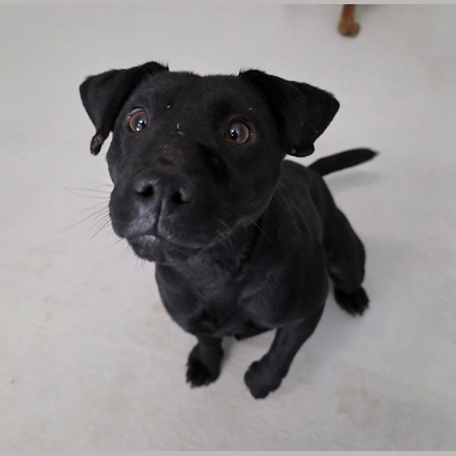 Photo of Romeo 