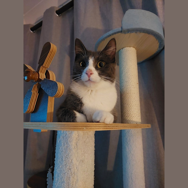 Photo of Blueberry 