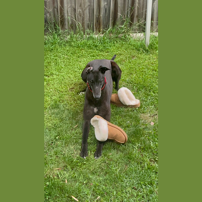 Photo of Gypsy