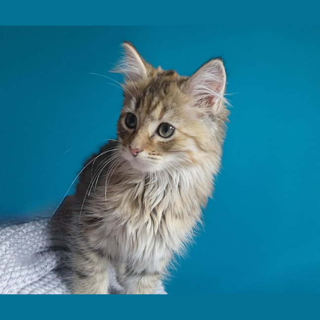 Photo of Salsa   Located In Melbourne