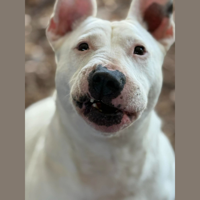 Photo of Stella