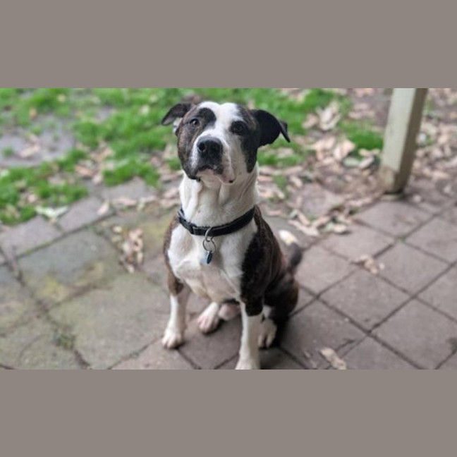 Photo of Benson