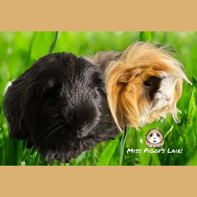 Photo of Onyx & Molly