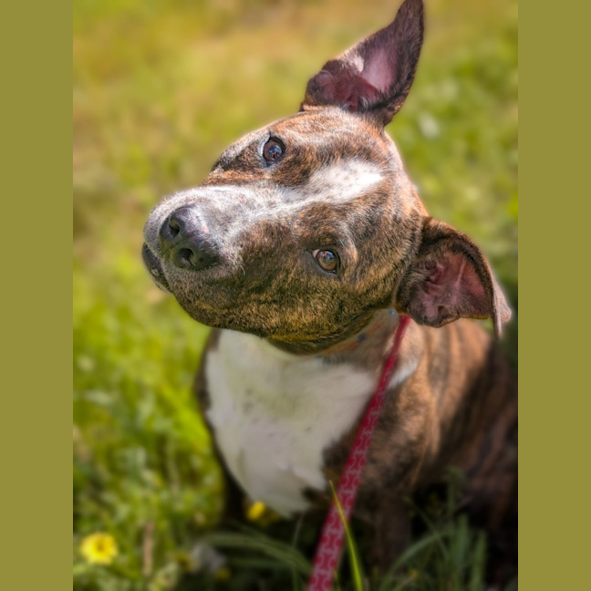 Photo of Promise 