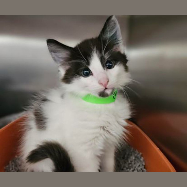 Photo of Felix