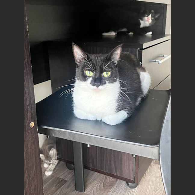 Photo of Tilly