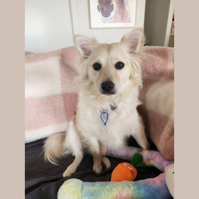 Photo of Rain   1.5 Year Old Pomeranian