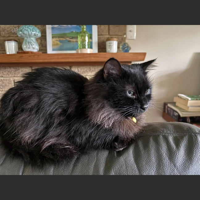 Photo of Shadow   In Foster Care In Richmond